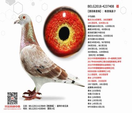 4父亲BELG2018-4237408图