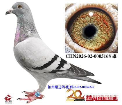 拍卖赠送鸽