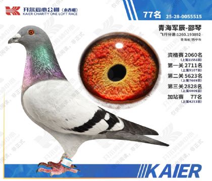 26年开尔小春棚加站赛77名 雄