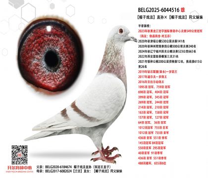4父亲BELG2025-6044516