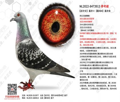 达尔文直孙×新484直孙女
