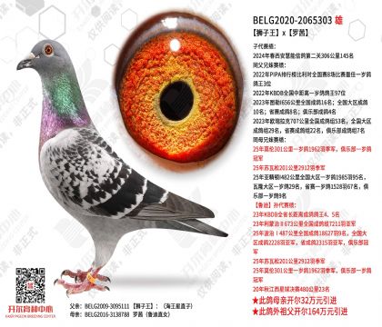 狮子王×罗茜
