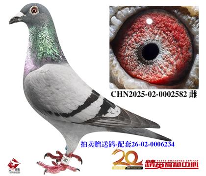 拍卖赠送鸽