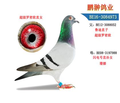 父母照片