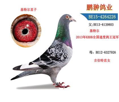 父母照片