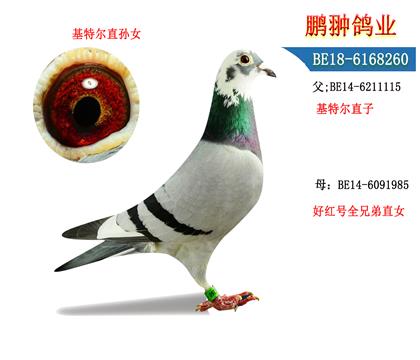 父母照片