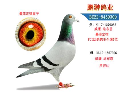 父母照片