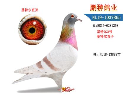 父母照片