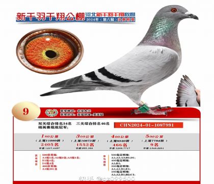 千羽千翔决赛9名