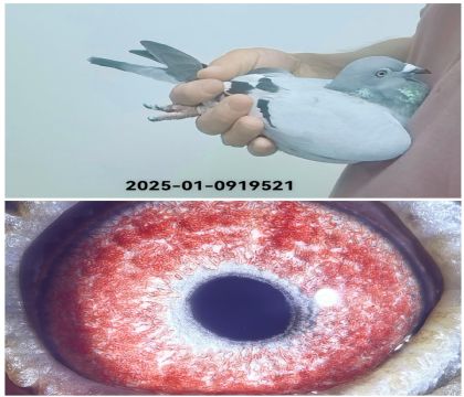 葛斯顿原舍作育