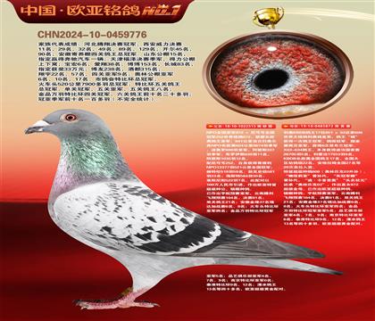 NPO全国冠亚军515X利奥KBDB鸽王17直女872