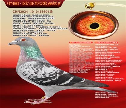 世界大铭鸽鸽王“杨”直孙999X利奥全国鸽王281