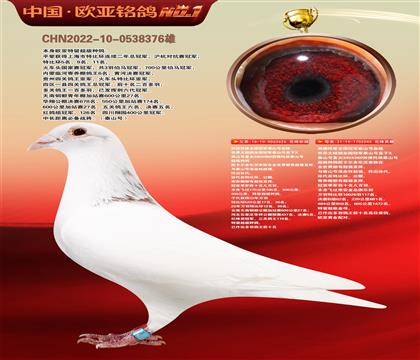 泰山号双重近亲626X045金母