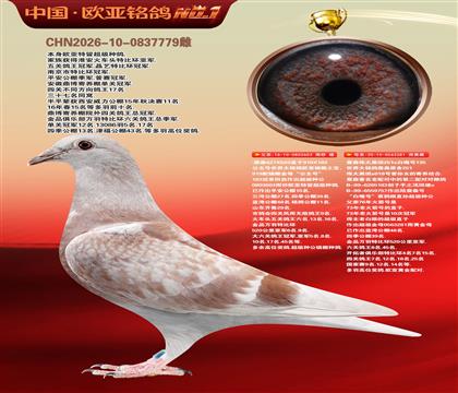 詹森919直子603X伟大黑斑281