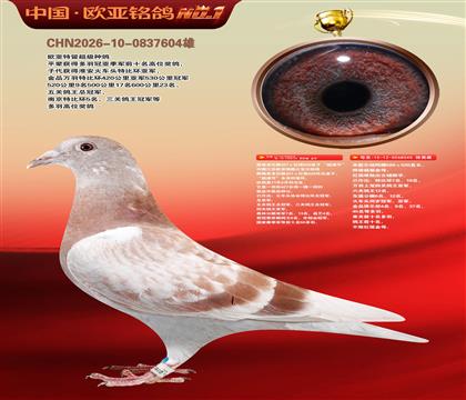 詹森427X520直子919超速号X米歇尔杨阿腾040