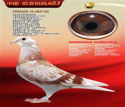 泰山号双重近亲375X泰山号981近亲