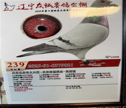 辽宁众诚决赛239名