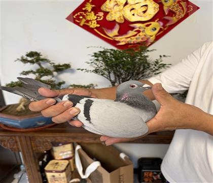 翔宇春棚一次加站赛4519羽79名 二次加站3011羽72名