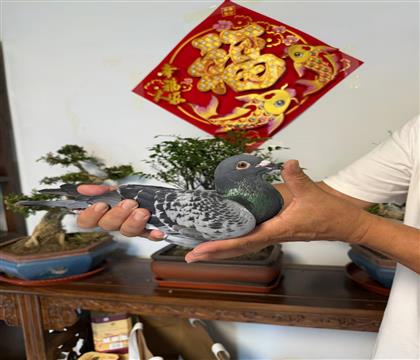 新福雷迪直子X直女 近血孙1108