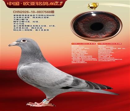 佛科克主力种公761X佛科克伊卡路斯×奥林匹克索朗直女723