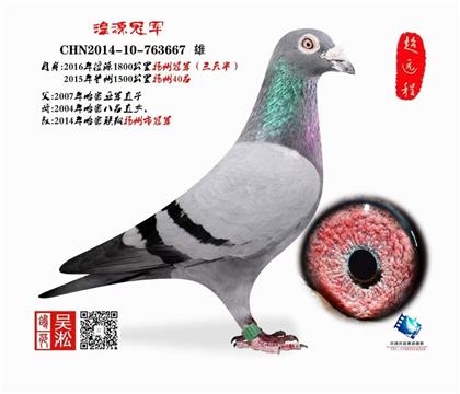 展示鸽 非卖品 2000公里西宁冠军