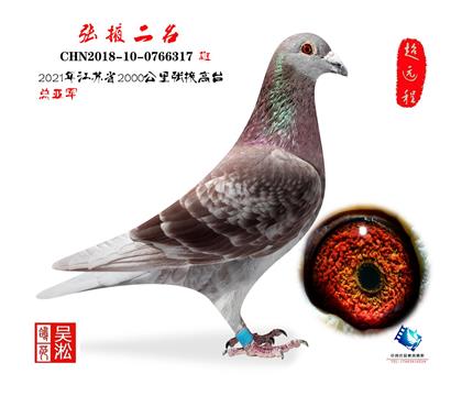 展示鸽 非卖品 2000公里张掖亚军