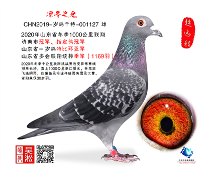 展示鸽 非卖品 2020年冬季1000公里冠军