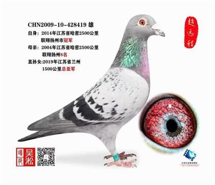 展示鸽 非卖品 2700公里哈密冠军