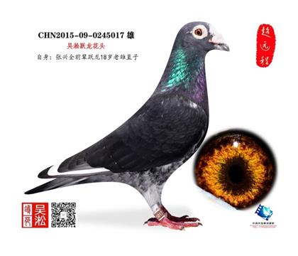 展示鸽 非卖品 吴淞跃龙系代表种鸽18岁老雄直子