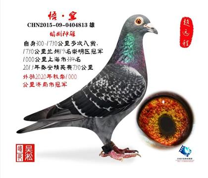 展示鸽 非卖品 悟·空:镇棚种雄4代冠军