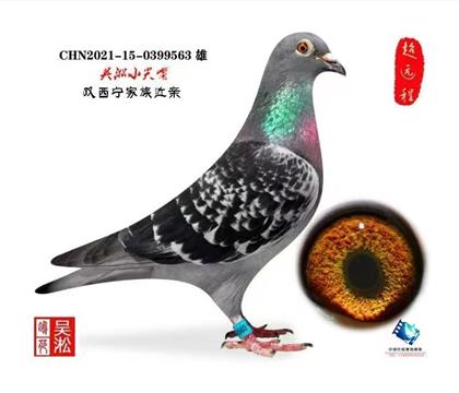 吴淞小尖嘴:西宁2000公里亚军、112名直系,千公里之父