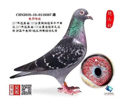 珍品:兰州冠军之父&四跑兰州之母