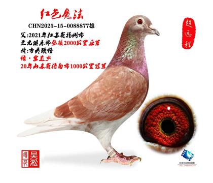 珍品:张掖2000公里亚军直子