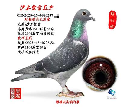 吴淞圆头:天水86名直女