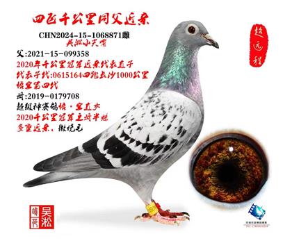 珍品:四跑千公里同父近亲雌