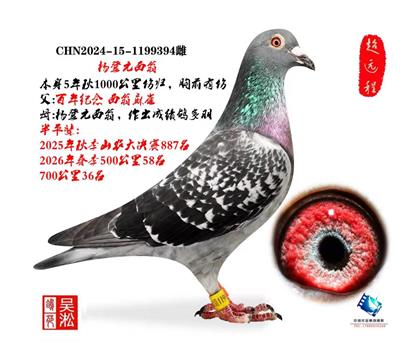 25年秋1000公里归巢西翁394