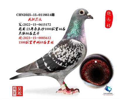 吴淞圆头:长沙1000公里46名近亲直子