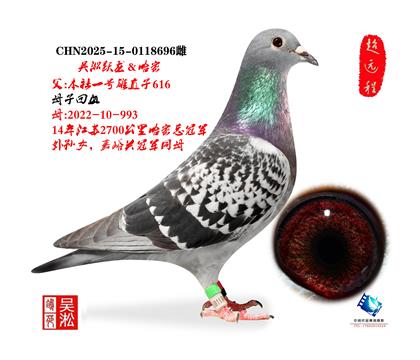 吴淞跃龙&哈密冠军直系696