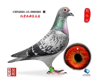 杨登元西翁麻雀665