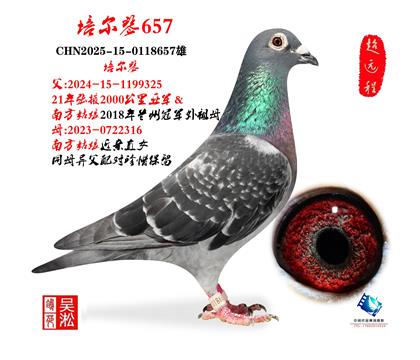 珍品:培尔琴657南方姑娘多重近亲