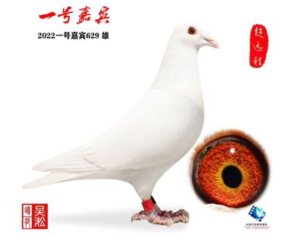 外援:一号嘉宾 白雄 特比参赛鸽