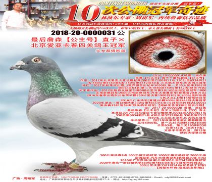 最后詹森“公主号”直子×北京爱亚卡普四关鸽王冠军