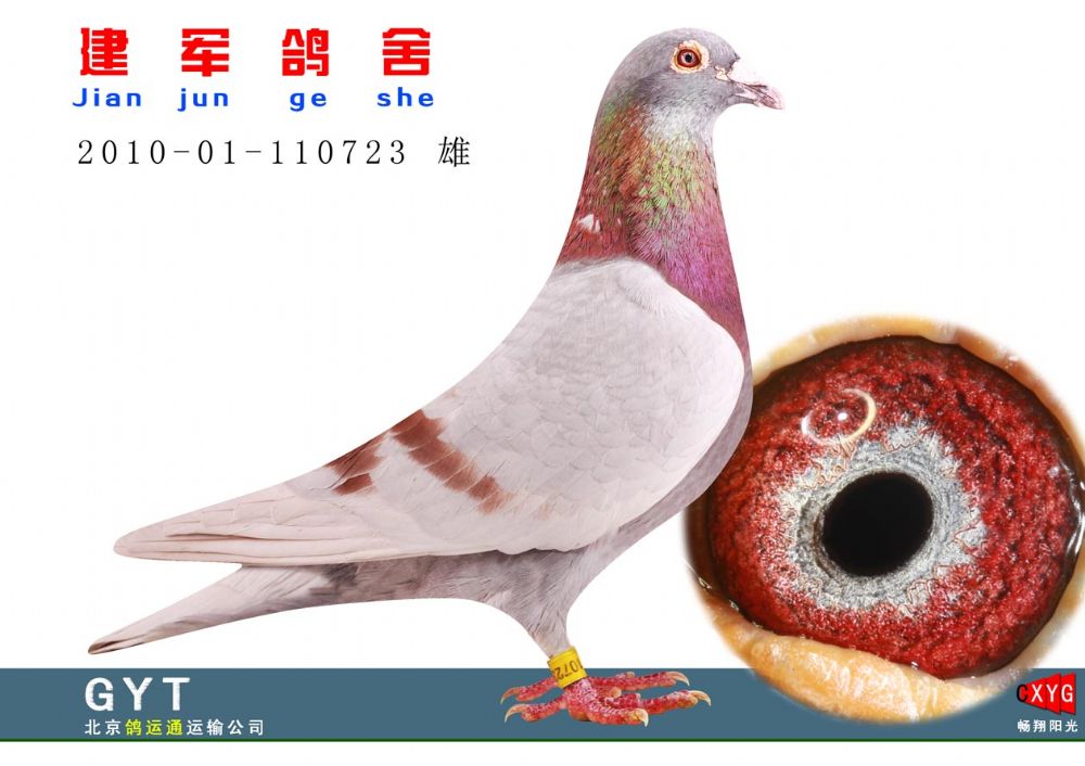 北京郑毅洁铭鸽展厅图片