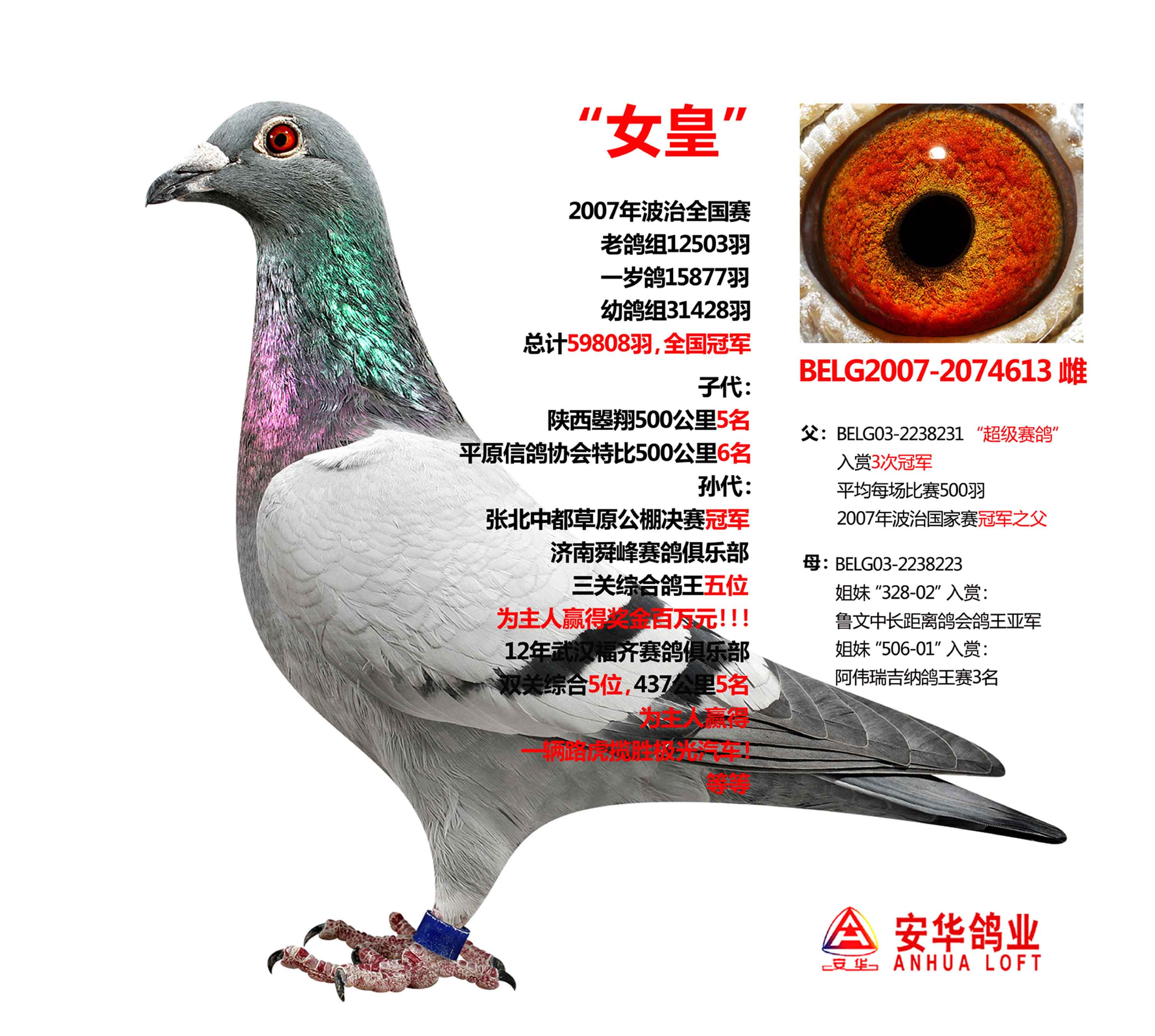 山东安华鸽业在线拍鸽