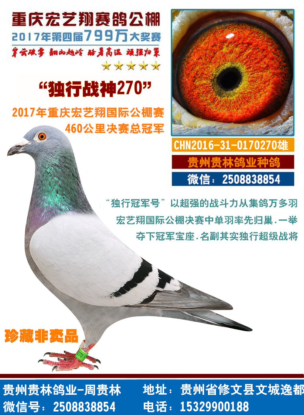 广州阿翁冠军鸽图片图片
