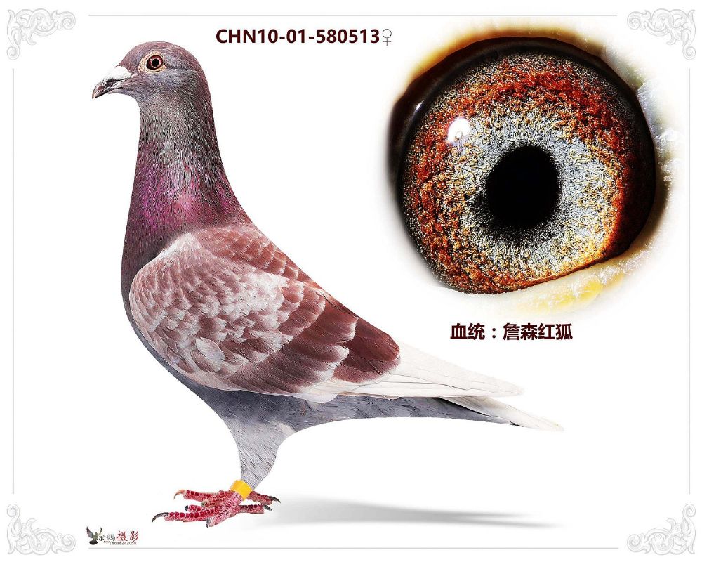 詹森红狐513 保证金级 拍卖