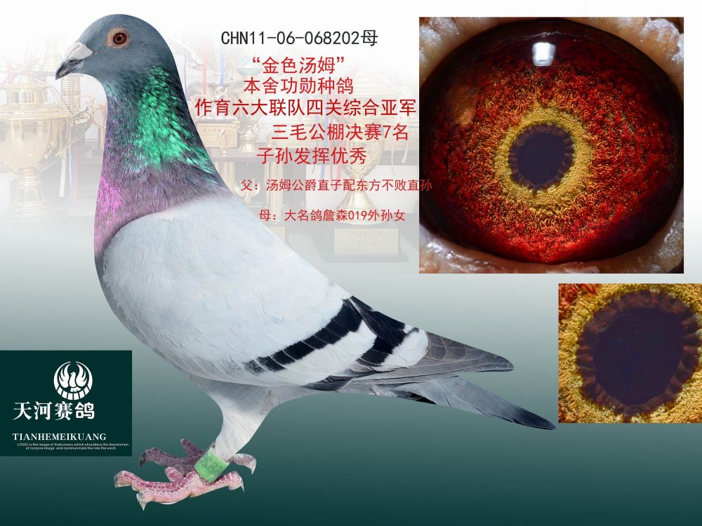 信鸽在线拍卖平台 - 中国信鸽信息网