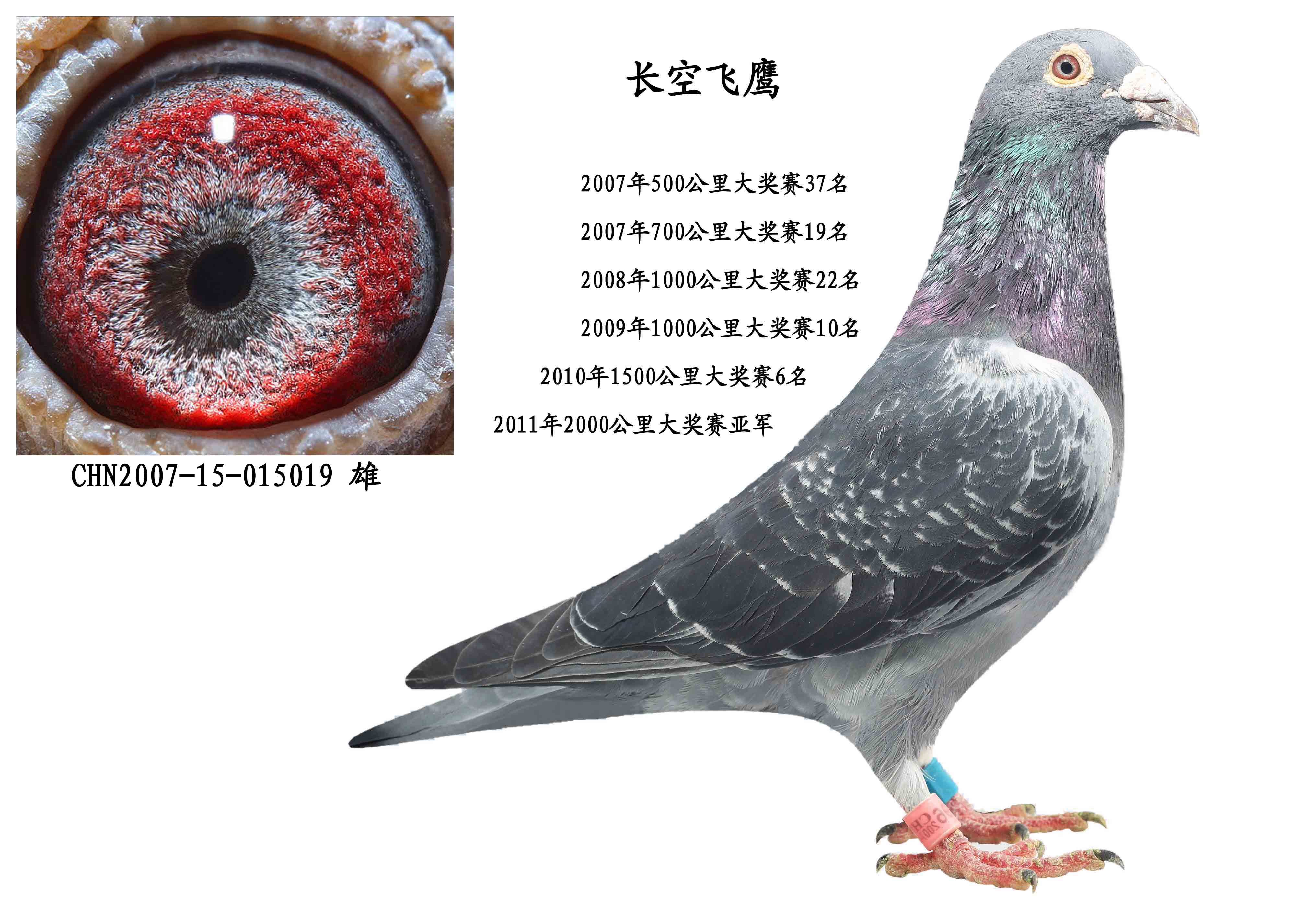 信鸽在线拍卖平台 - 中国信鸽信息网