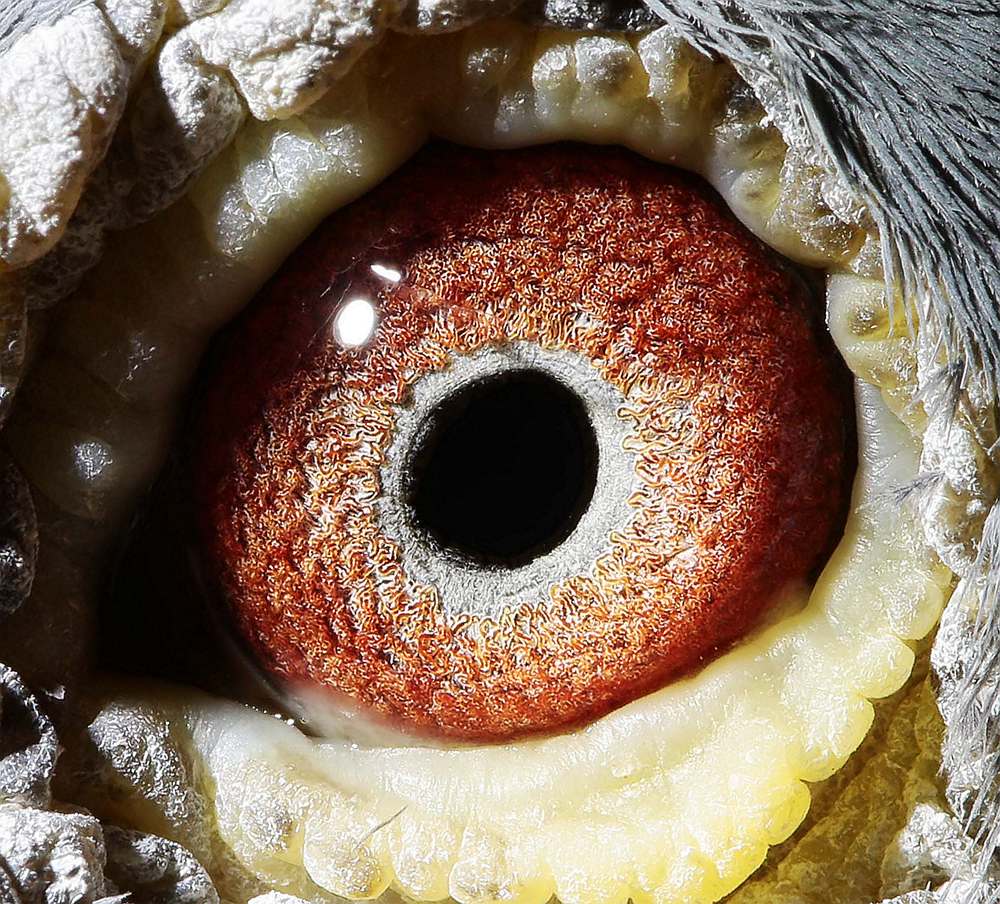 >> 查看拍卖商品