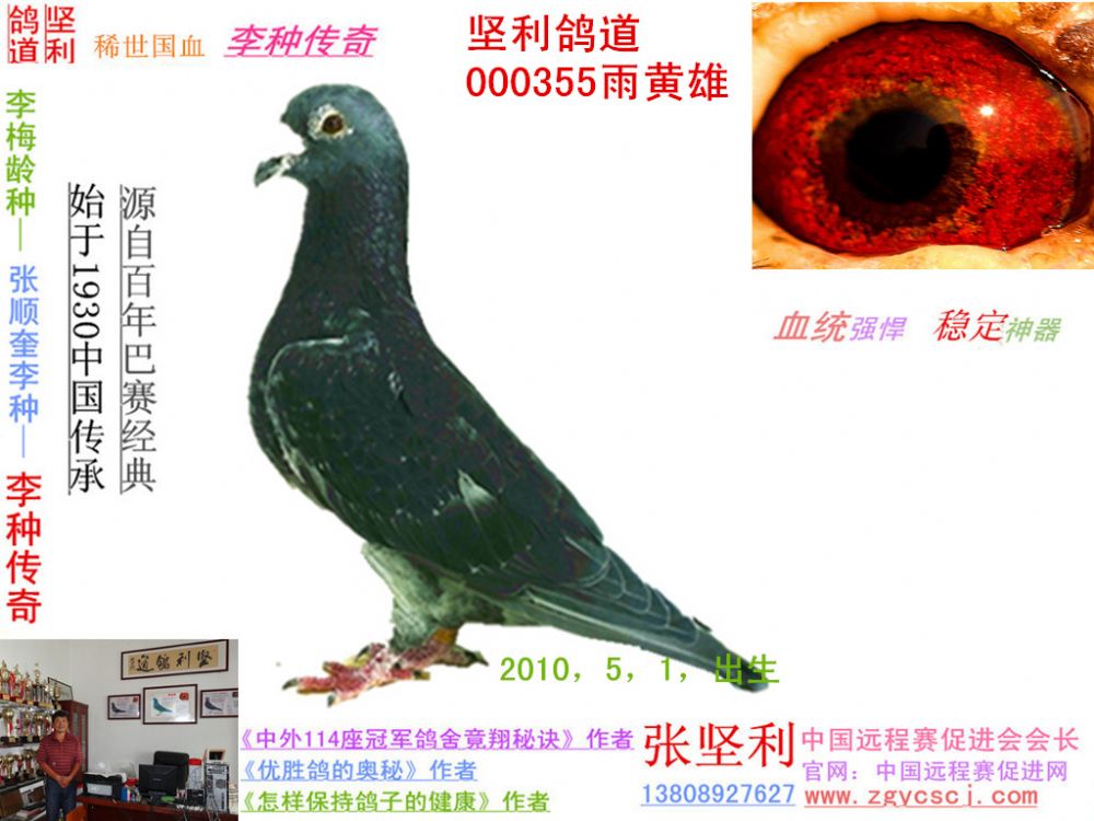 信鸽在线拍卖平台 - 中国信鸽信息网